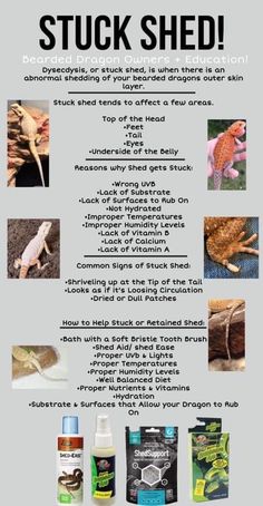 a poster with pictures of lizards and other animals