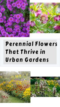 several different types of flowers with the words perennial flowers that thive in urban gardens