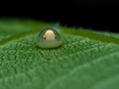 a close up of a small glass object on a green leaf with water droplets in it