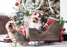 two small dogs are sitting in a sleigh with santa hats and reindeer antlers