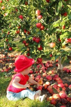 Editing Work, Apple Farm, Photo Editing Tools, Fruit Garden, Apple Picking, Graphic Templates, Apple Blossom, Apple Tree, Online Photo Editor