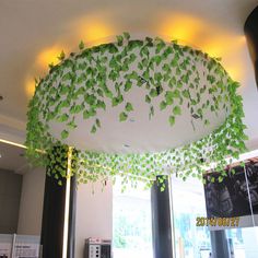 a green plant hanging from the ceiling in a building