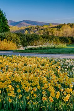 a field full of yellow and white flowers next to a road with mountains in the background