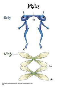 an insect diagram with the parts labeled in it's body, wings and head