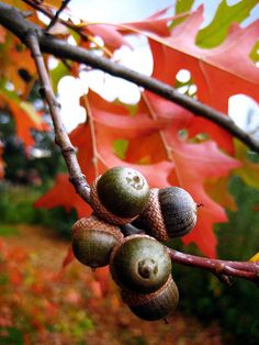 some nuts are hanging from a tree branch