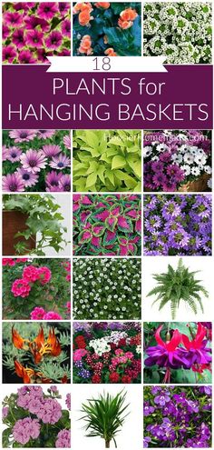 Planting In Containers Outdoor, Flowers That Hang Down, Porch Ferns Hanging Baskets, Hanging Outdoor Plants Patio, Hanging Potted Plants Outdoors, Petunia Hanging Basket Diy, Lobelia Hanging Basket, Large Scale Landscaping, Outdoor Basket Ideas