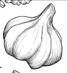 an onion drawn in black and white on a white background with the word garlic written below it