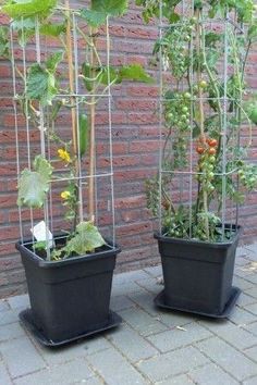 three pots with plants growing in them on the side of a brick wall next to a fence