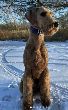 a brown dog sitting in the snow with its head turned to look like it is looking at something