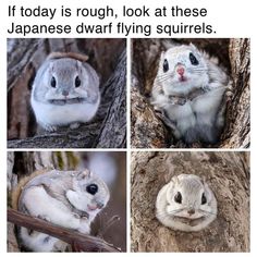 Flying Squirrels, Cute Small Animals, Cute Wild Animals