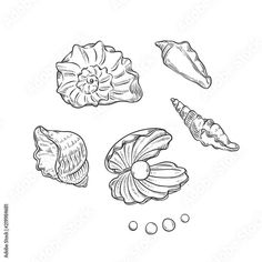 seashells drawn in black and white