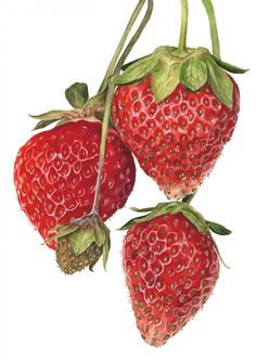 two strawberries on a white background one has green leaves and the other has red berries