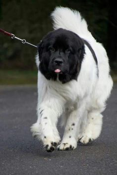 a large black and white dog walking down the street with a leash on it's neck