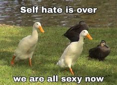 Wholesome Memes, Just Girly Things, Reaction Pictures, Ducks, Girly Things, I Laughed, Just In Case