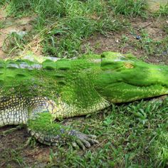 an alligator laying on the ground covered in green moss