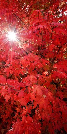 the sun shines brightly through red leaves