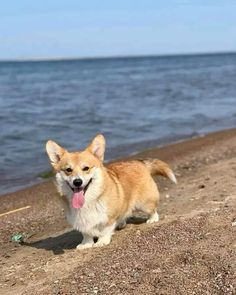 a brown and white dog standing on top of a sandy beach next to the ocean