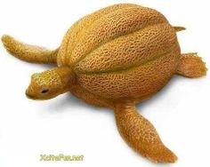 a yellow turtle made out of melons on a white background with the words watermelon written below it