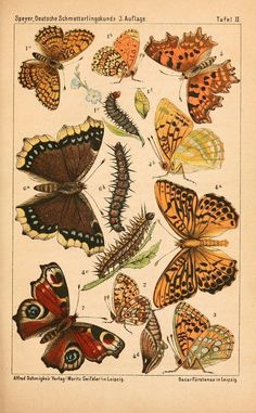 an old book with butterflies and moths on it's pages, showing the different types of caterpillars