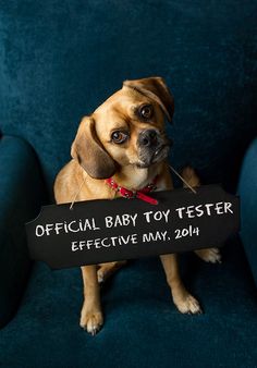 a small dog holding a sign that says official baby toy tester effective may, 2014