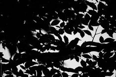 black and white photograph of leaves on tree branches with sky in the backround