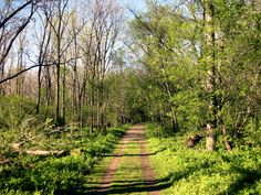 a dirt road surrounded by trees and grass