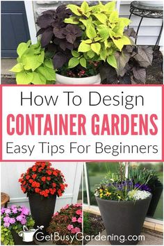 how to design container gardens easy tips for beginners