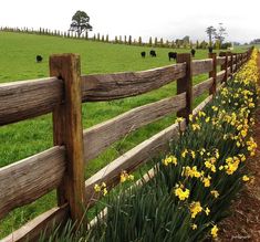 a wooden fence with yellow flowers in the foreground and green grass on the other side