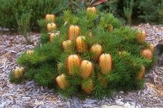 a plant with yellow flowers growing out of it's center surrounded by other plants