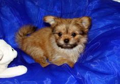 a small brown dog sitting on top of a blue blanket next to a stuffed animal