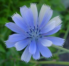 a blue and white flower with green leaves in the background