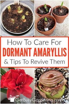 how to care for dormant amaryllis and tips to rejuven them