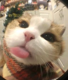 a close up of a cat with its tongue hanging out and looking at the camera