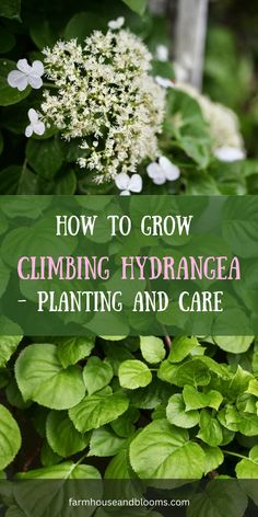 the words how to grow climbing hydrangea planting and care in front of green leaves