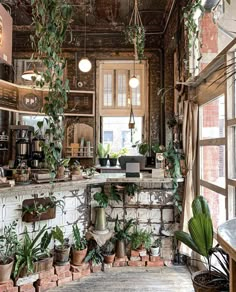 a kitchen filled with lots of potted plants