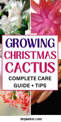 Christmas Cactus care guide with tips on pruning, fertilizing, and more. Cactus Terrarium, Poinsettia Plant