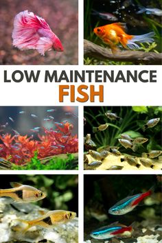 the different types of fish are shown in this image with text that reads low maintenance fish