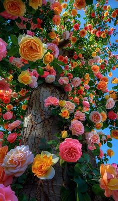 colorful roses growing up the side of a tree