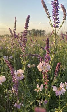 some purple flowers in the middle of a field