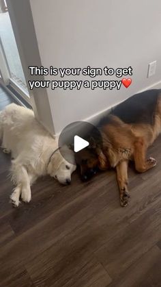 two dogs are laying on the floor next to each other and one dog has its head under the wall