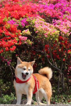 a dog with its mouth open standing in front of flowers