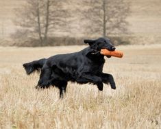 a black dog running through a field with an orange frisbee in its mouth