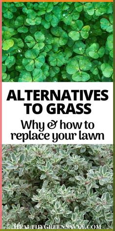 green plants with text that reads alternatives to grass why and how to replace your lawn