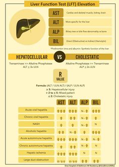 the anatomy of an animal's livers and their functions in its body info