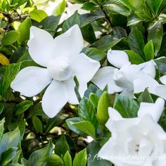 white flowers are blooming on green leaves