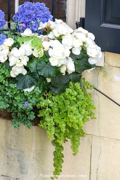 blue and white flowers in a window box