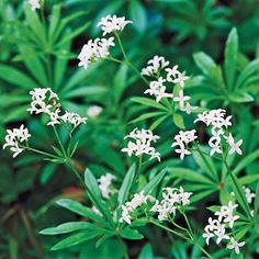 small white flowers with green leaves in the background