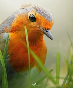 a close up of a bird in the grass