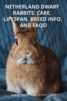 a brown rabbit sitting on top of a bed next to a quote about rabbits care, life span, breed info and faqs