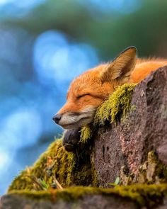 a red fox sleeping on top of a moss covered rock